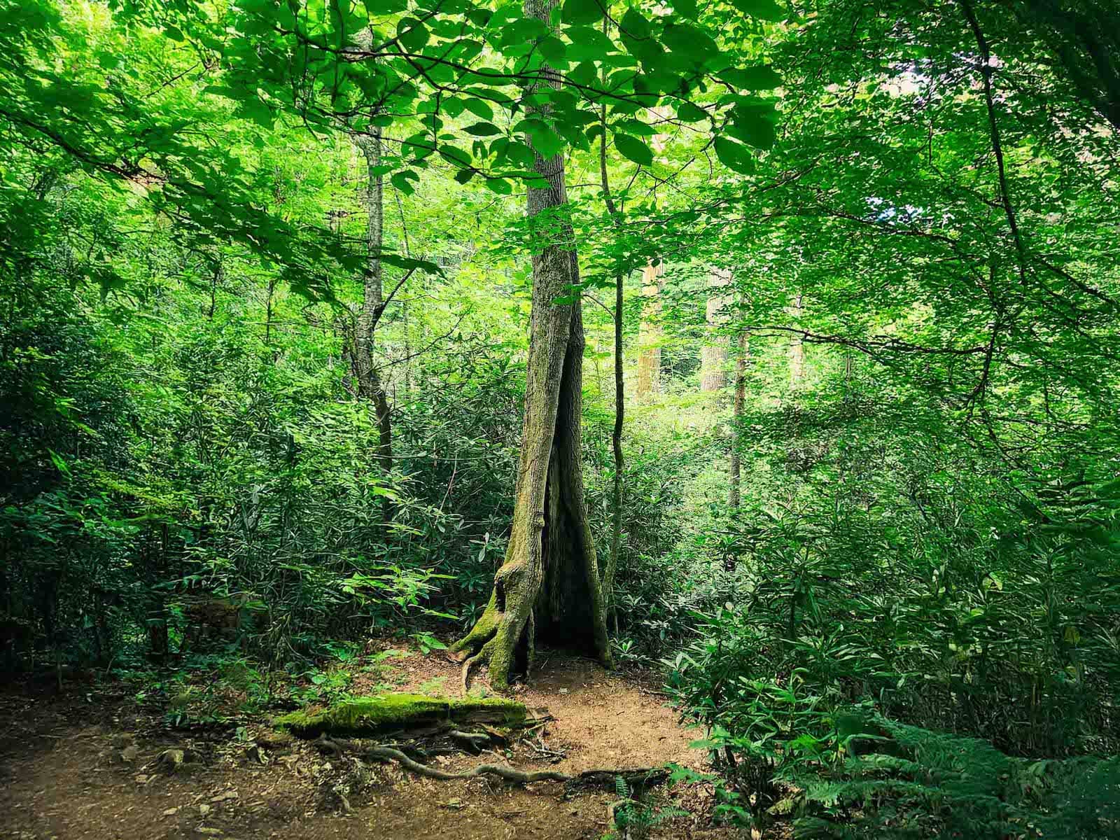 Why Your Digital Addiction Isn't About Willpower—And How Integrated Digital Therapy Can Help